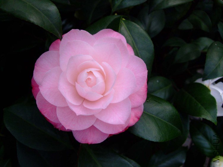 ��30 2012-3-16f 005.jpg