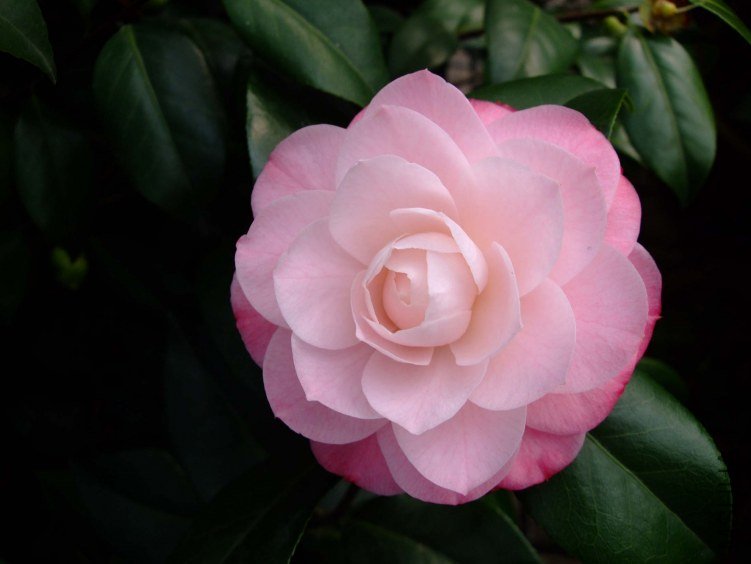 ��30 2012-3-16f 081.jpg