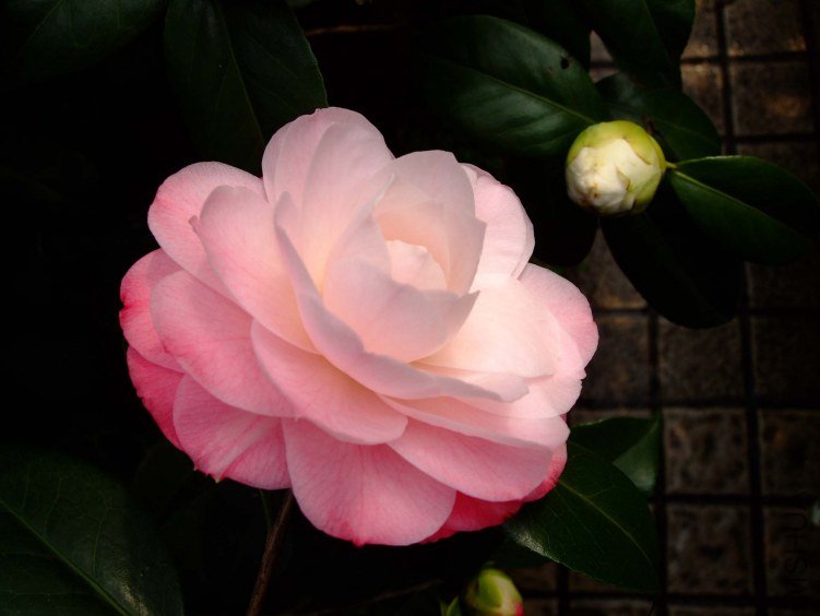 ��30 2012-3-16f 089.jpg