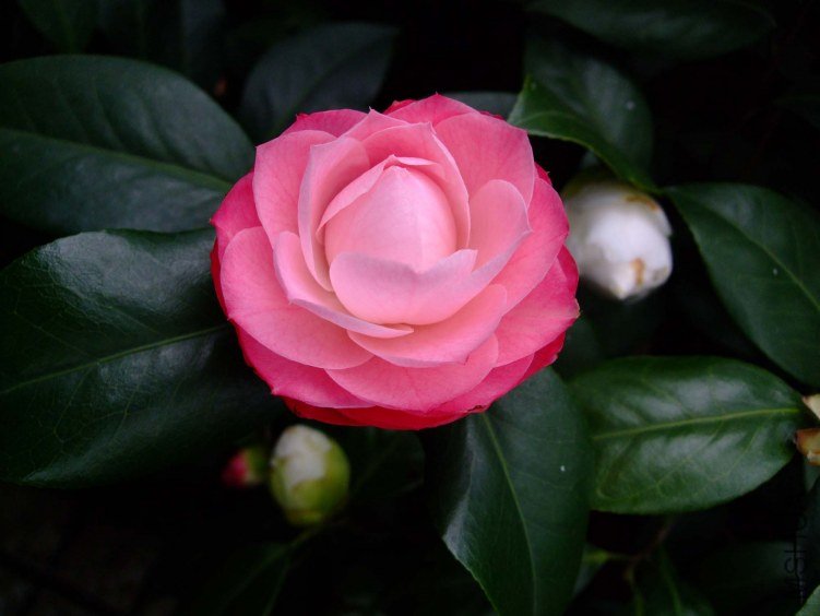 ��30 2012-3-16f 092.jpg