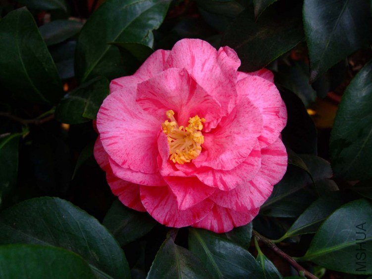 ��¶� 2012-3-16f 020.jpg
