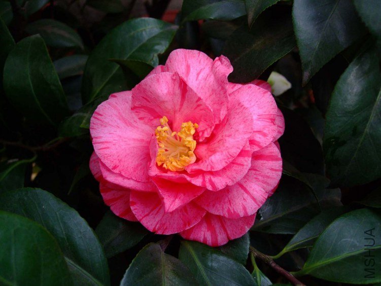 ��¶� 2012-3-16f 021.jpg