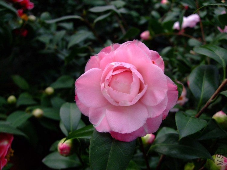 ţ�������� 2012-3-16f 057.jpg