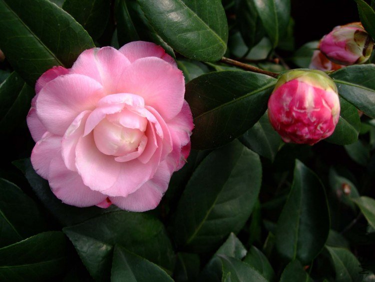 ţ�������� 2012-3-16f 087.jpg