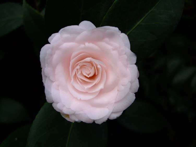 Ů��� 2012-3-16f 056.jpg
