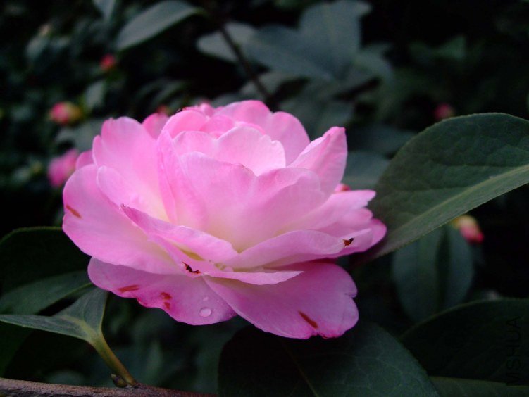 �����Ϲ� 2012-3-16f 009.jpg