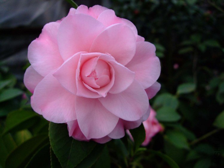 ��������� 2012-3-16f 006.jpg