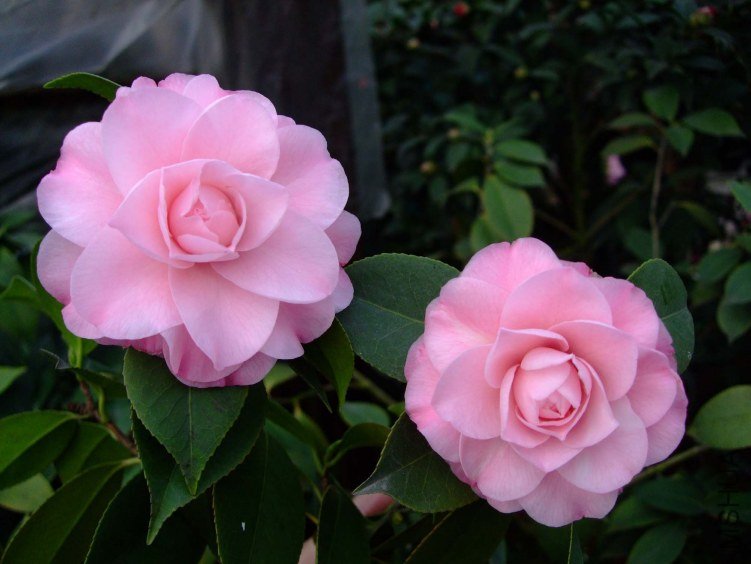 ��������� 2012-3-16f 007.jpg