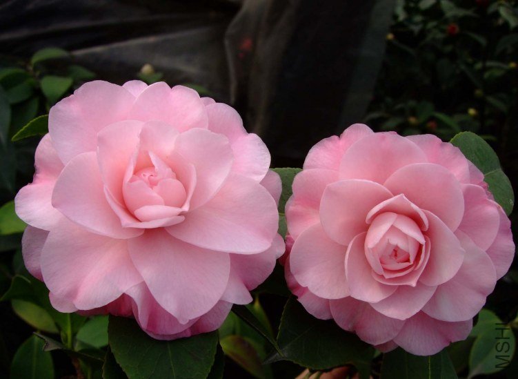 ��������� 2012-3-16f 083.jpg
