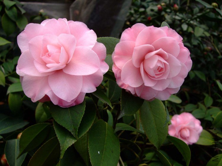 ��������� 2012-3-16f 085.jpg