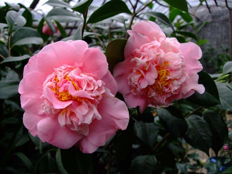 ˿ɴ�� 2012-3-16f 064.jpg