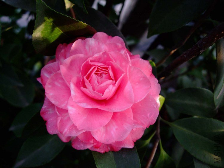 ��ɯ���� 2012-3-16f 030.jpg