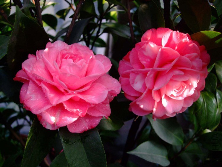 ��ɯ���� 2012-3-16f 031.jpg