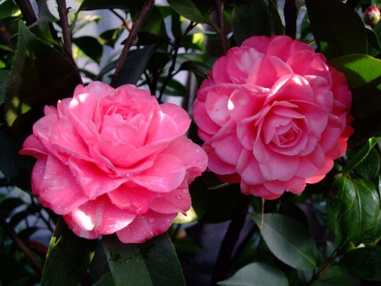��ɯ���� 2012-3-16f 032.jpg