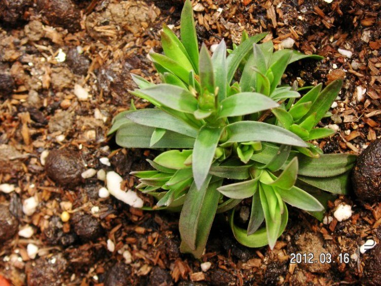 PICT0030.JPG
