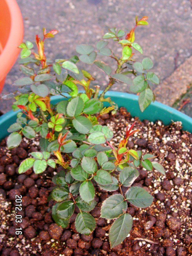 PICT0016.JPG