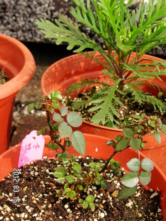 PICT0032.JPG