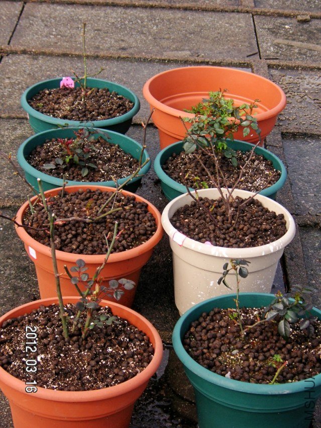 PICT0019.JPG