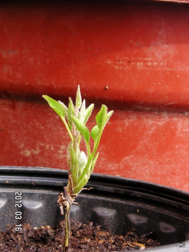 PICT0035.JPG