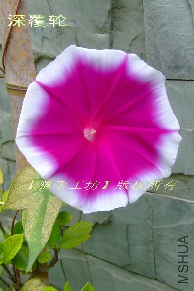 1 ���.jpg