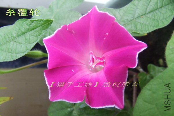 3 �鸲��.jpg