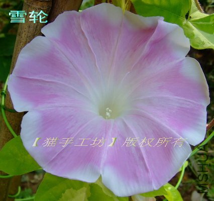 ��ģ��6 ѩ��.jpg