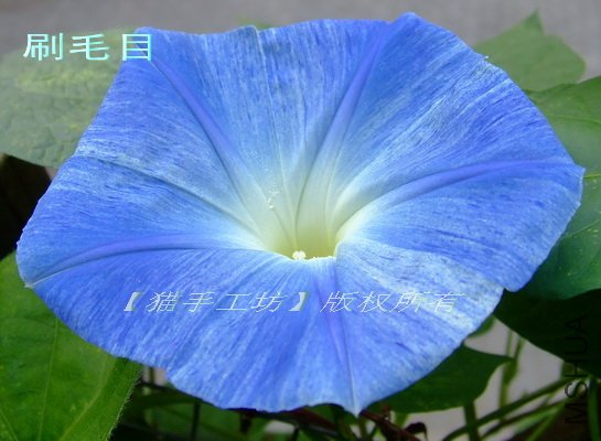 ��ģ��7 ˢëĿ�� 2.jpg