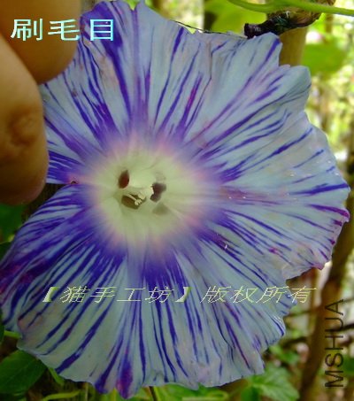 ��ģ��7 ˢëĿ��.jpg