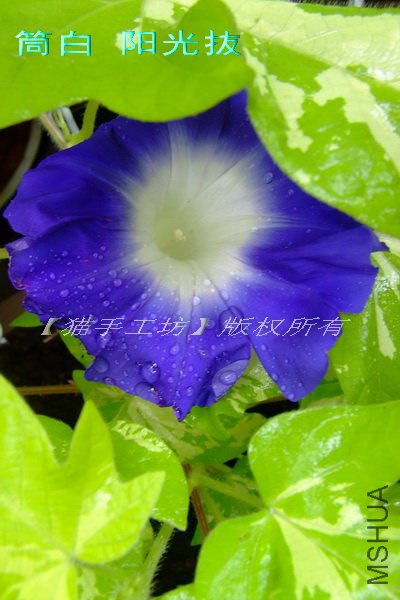 Ͳ�� ����i.jpg