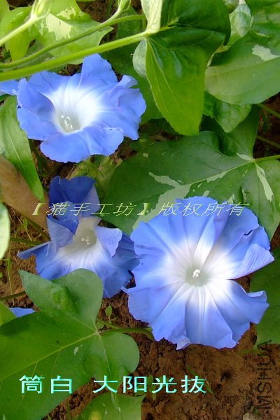 Ͳ�� ������i.jpg