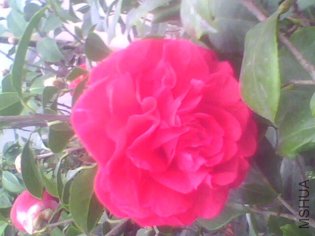 IMG1341A.jpg