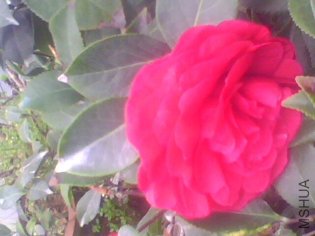 IMG1345A.jpg