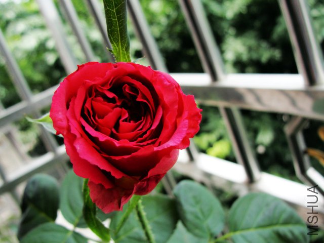 DSC06767.JPG