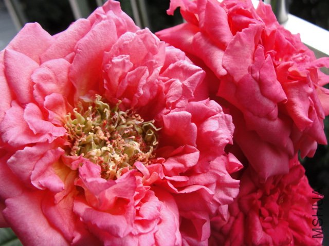DSC07043.JPG