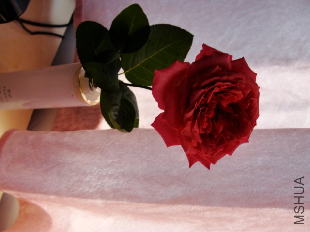 DSC06786.JPG