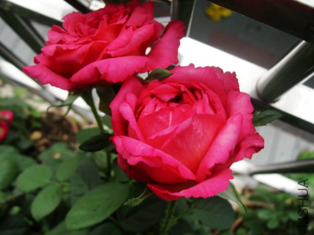 DSC06933.JPG