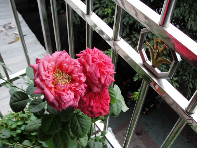 DSC07046.JPG