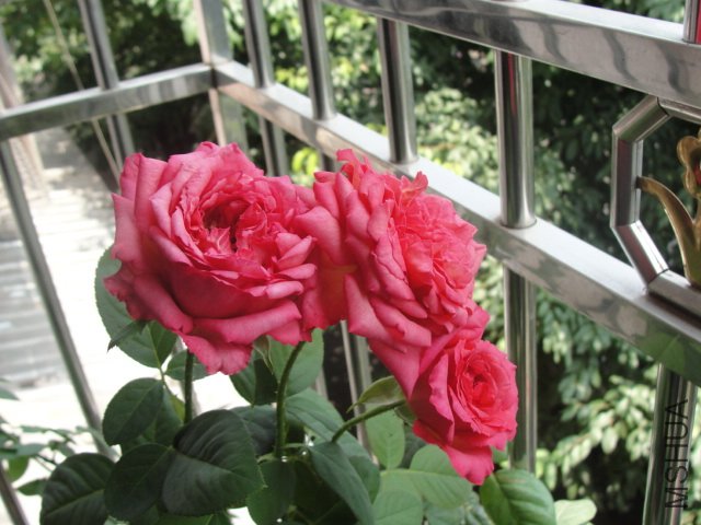 DSC06945.JPG