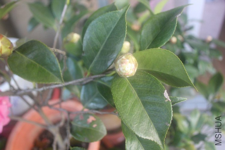 ��֪��-1.2.jpg