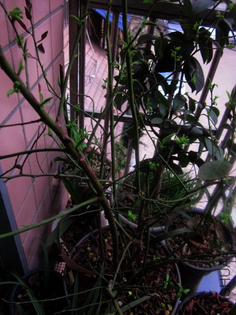 IMG_1995.jpg