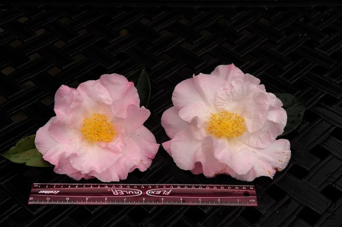Mio Jie -SS3.jpg