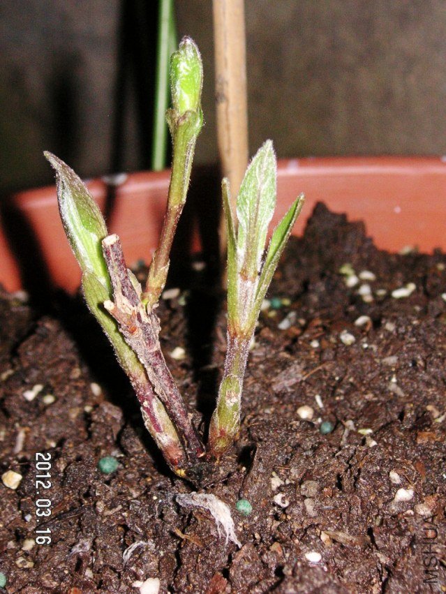 PICT0002.JPG
