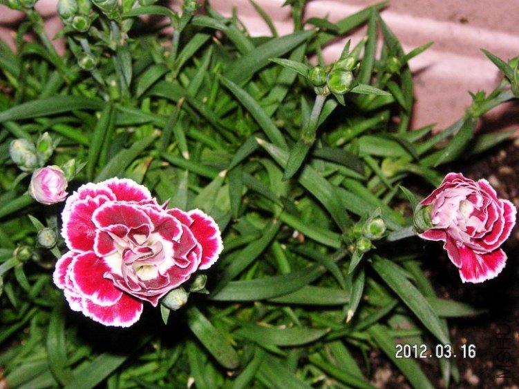 PICT0006.JPG