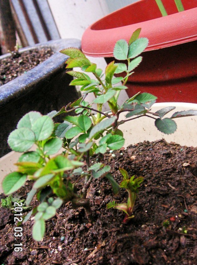 PICT0011.JPG