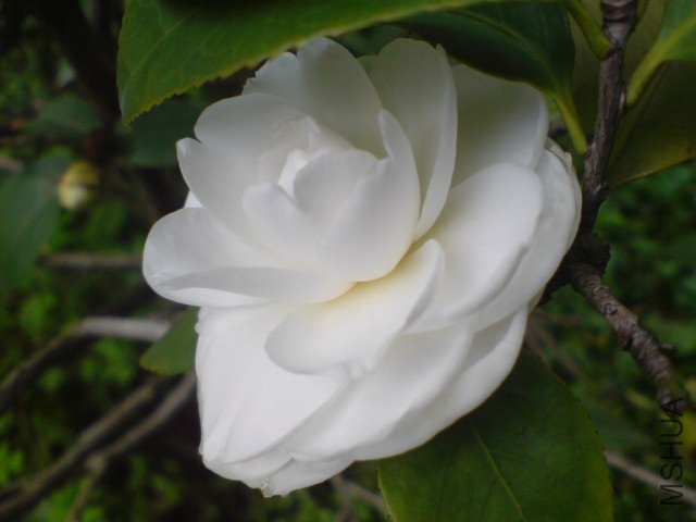 DSC06523.JPG