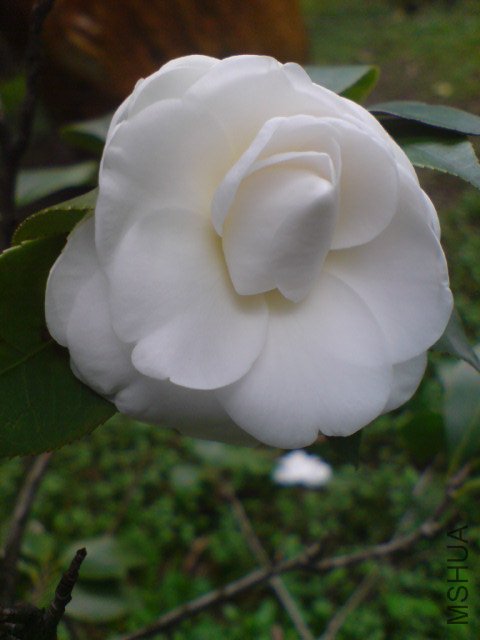 DSC06524.JPG