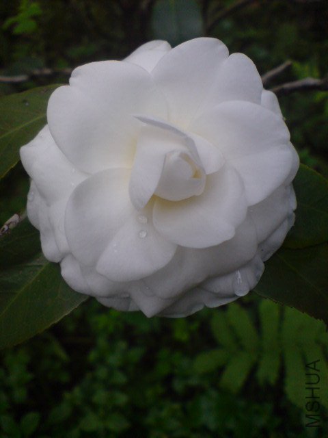 DSC06525.JPG