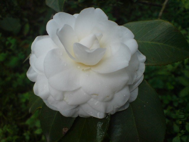 DSC06526.JPG
