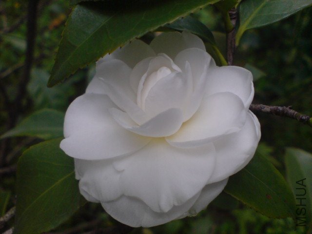 DSC06527.JPG