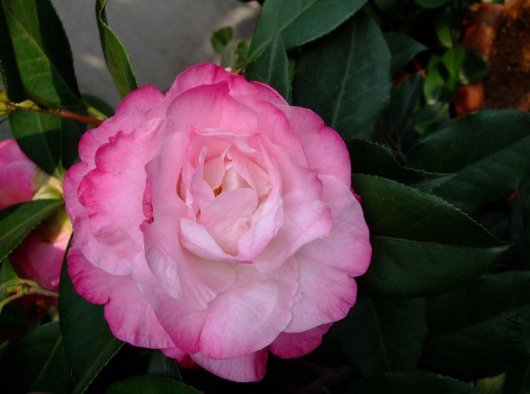 ʥ�� 10-4-10 088 (4).jpg